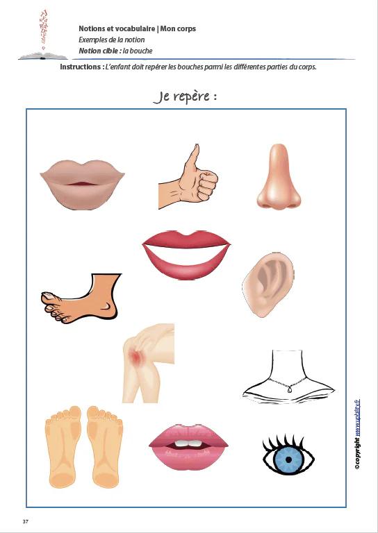MON CORPS | Notions et vocabulaire - Image 4